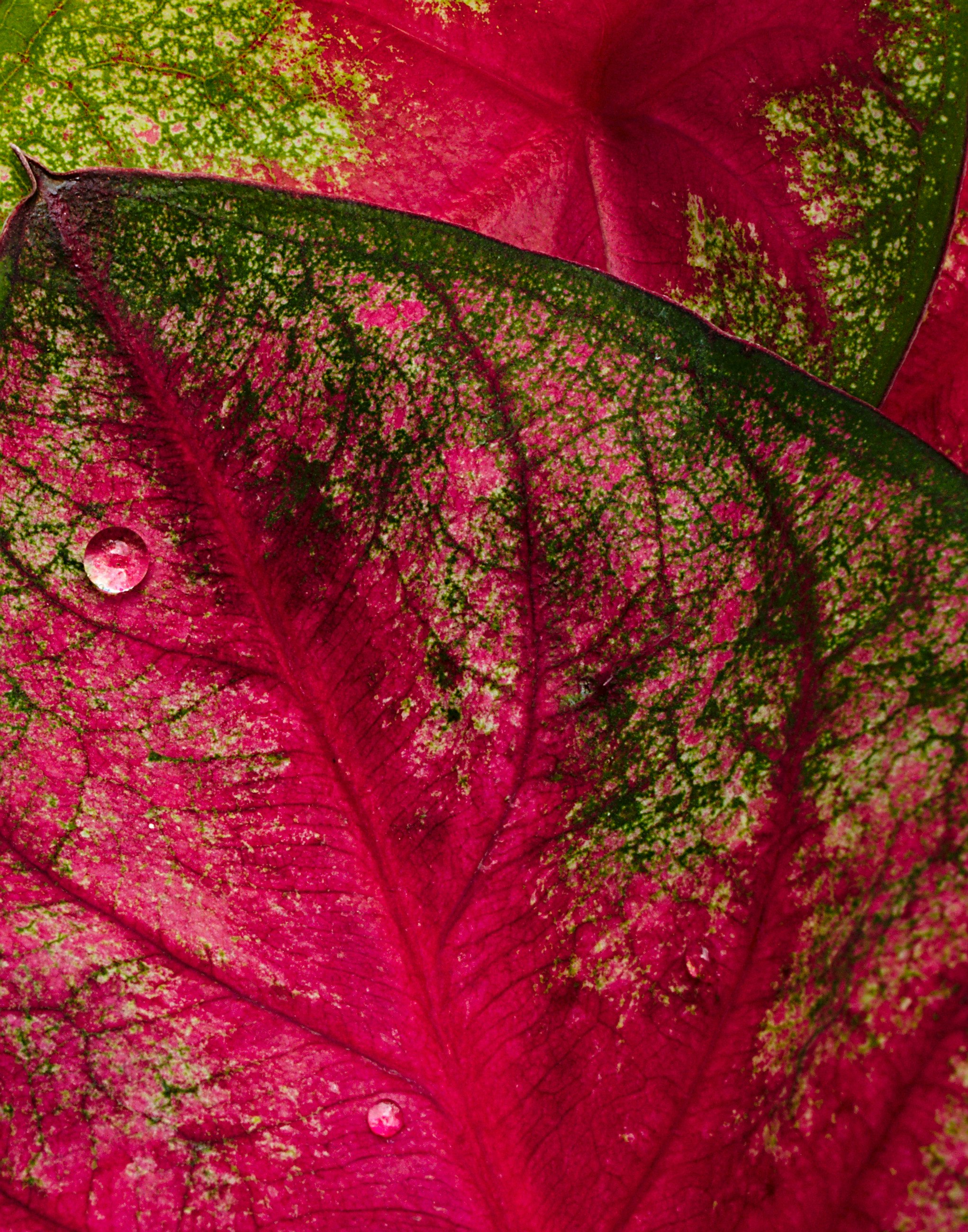 rain drops on leaf